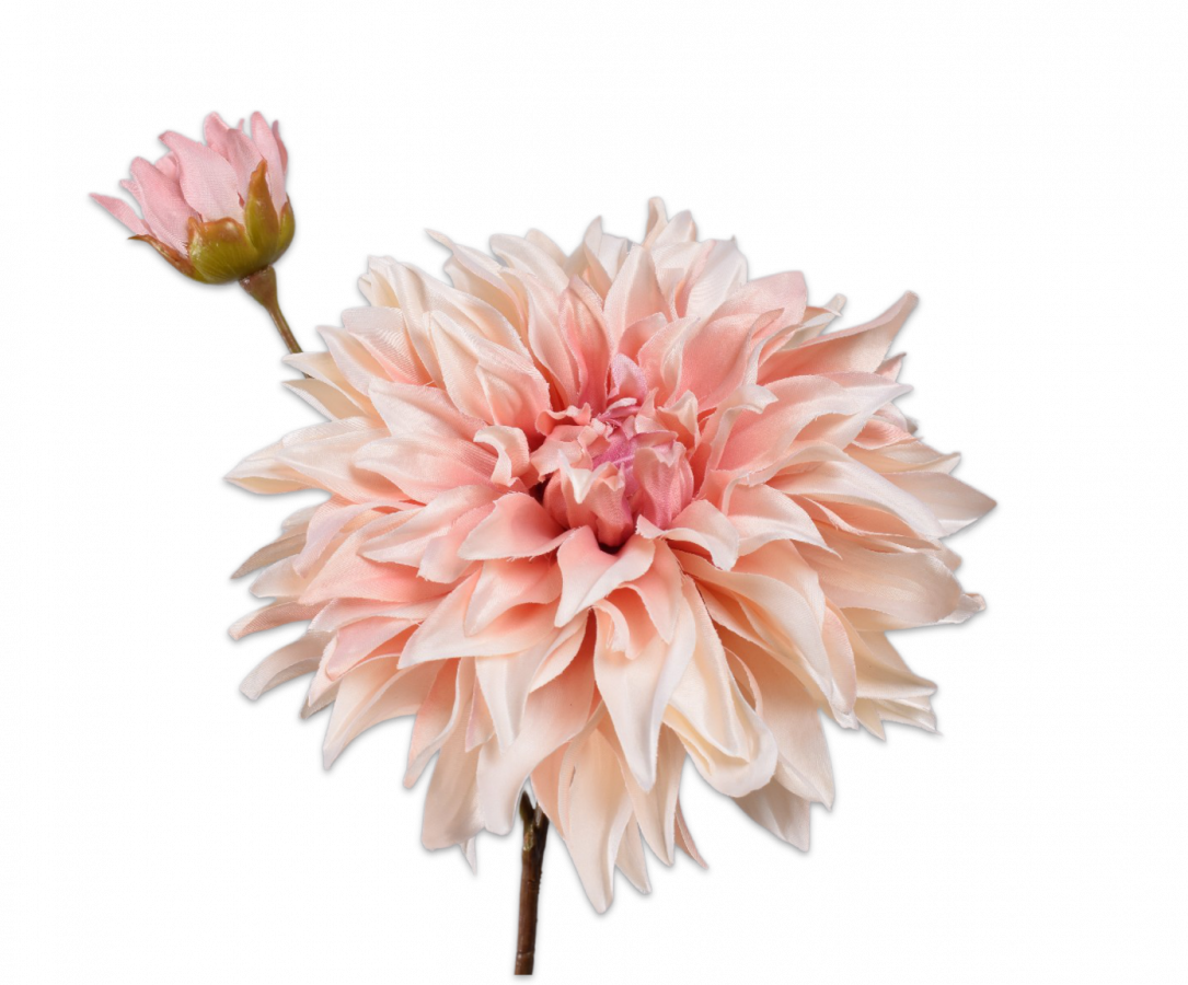 Dahlia Seidenblume
