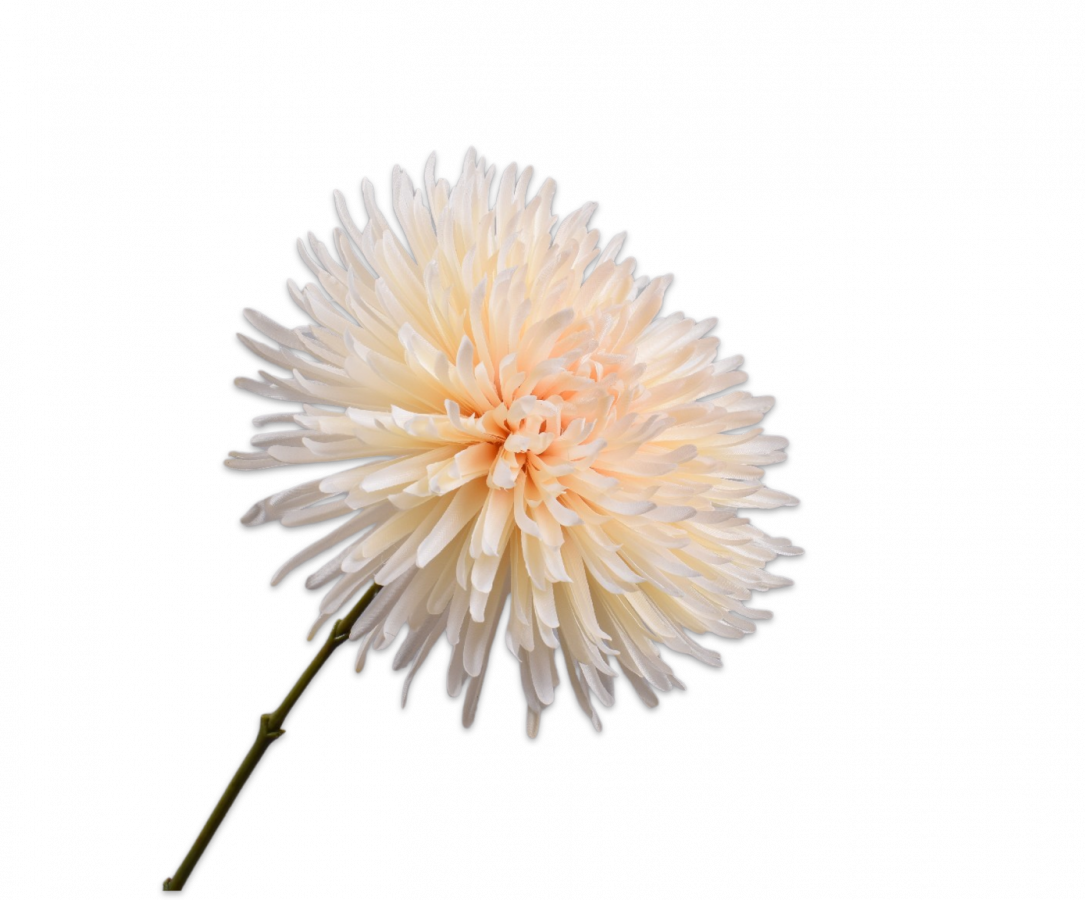 Silk-ka, Chrysantheme creme, 62 cm