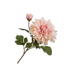 Dahlia Seidenblume