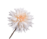 Dahlia Seidenblume offwhite, 65 cm